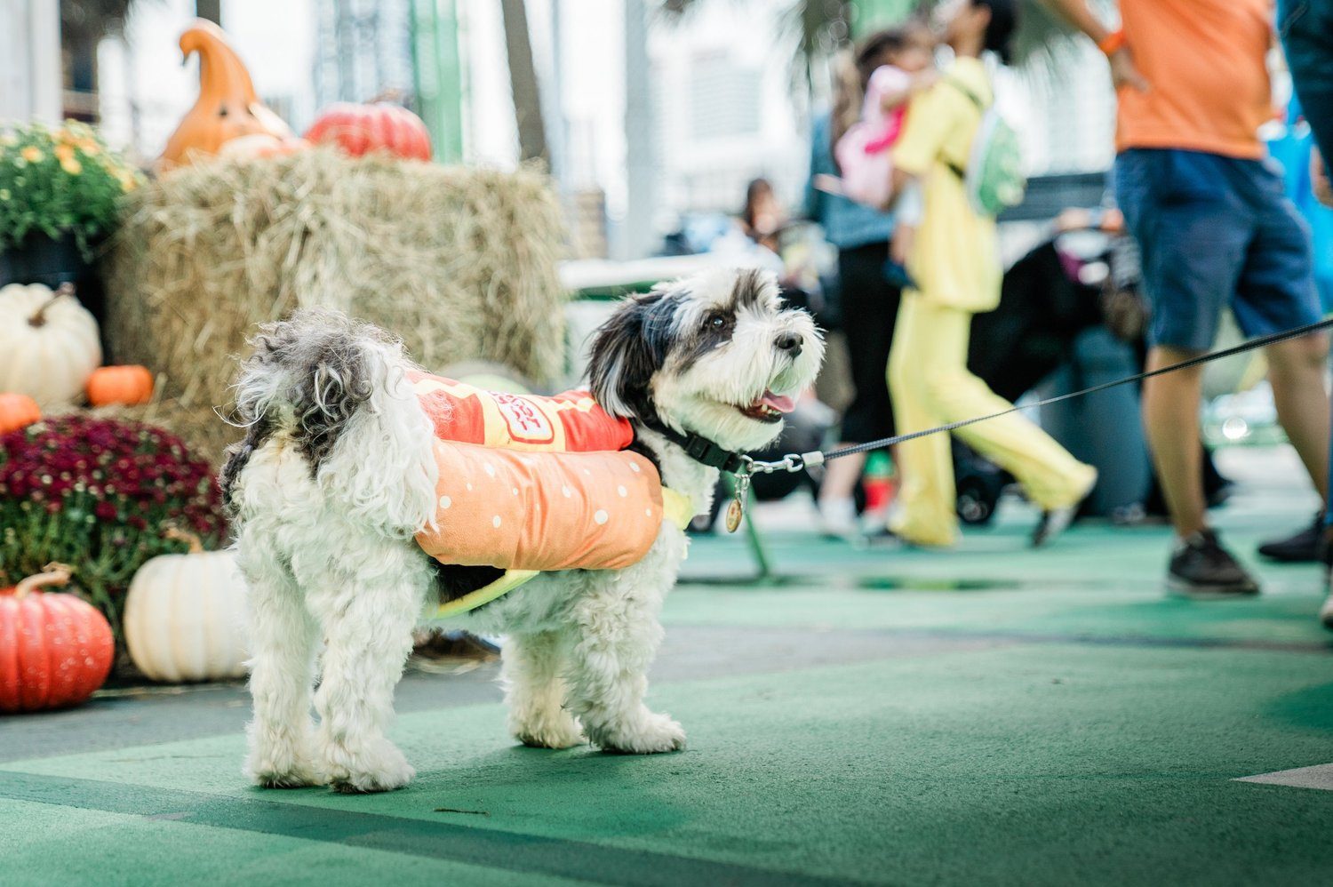 BHA 2024 Not-So-Spooky Celebration, photo 24